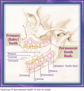 Illustration created by InteliHealth designer Lynda Buchhalter