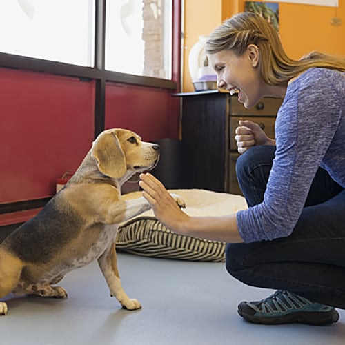 Using Pet Therapy in Dental Office | Colgate® Professional