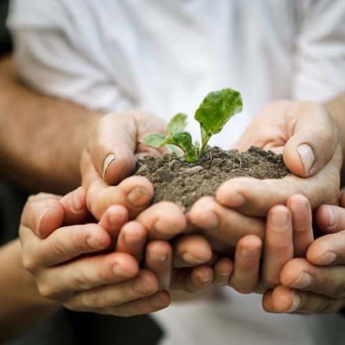 hands-farmers-family-holding-young-plant